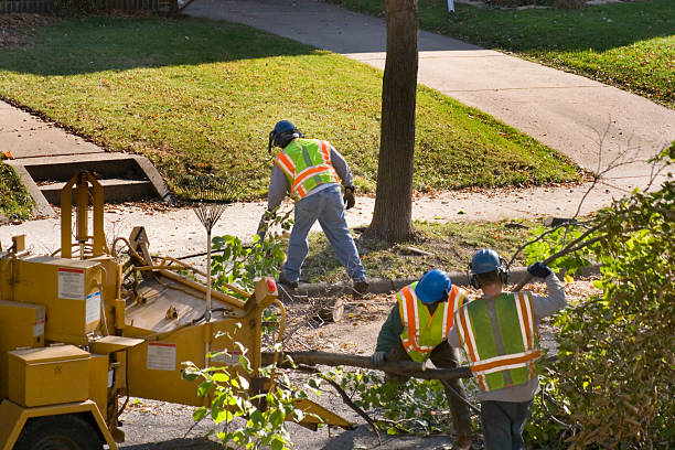 Professional Tree Removal and Landscaping Services in Warm Springs, CA